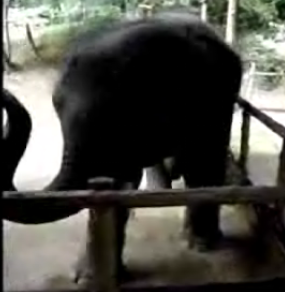 Baby Elephant Can Back That Thang Up